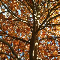 Julie Whitacre Photo 8