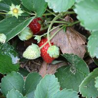 Ann Rasmussen Photo 23