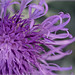 Dusty Miller Photo 11