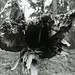 Tony Stump Photo 21