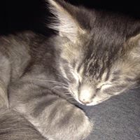 Kellie Holland Photo 19