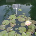 Cynthia Waters Photo 33