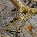 Robin Clutter Photo 11