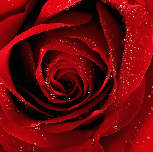 Marguerite Rose Photo 18
