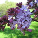 Rebecca Staley Photo 37