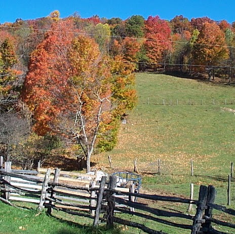 Debi Anderson Photo 19