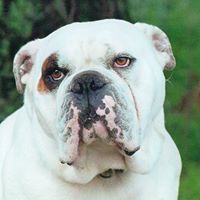 Julie Wickham Photo 8