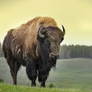 Anthony Conrad Photo 27