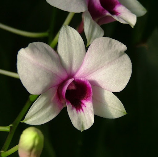 Julia Peace Photo 12