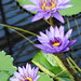 Marcia Moore Photo 34