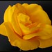Neil Bell Photo 46