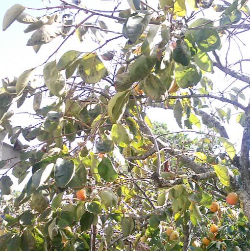 Tracey Lewis Photo 19