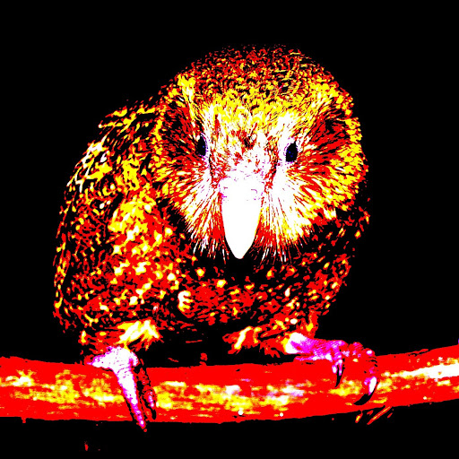 Carl Mcdonald Photo 39