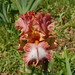 Sue Beard Photo 32