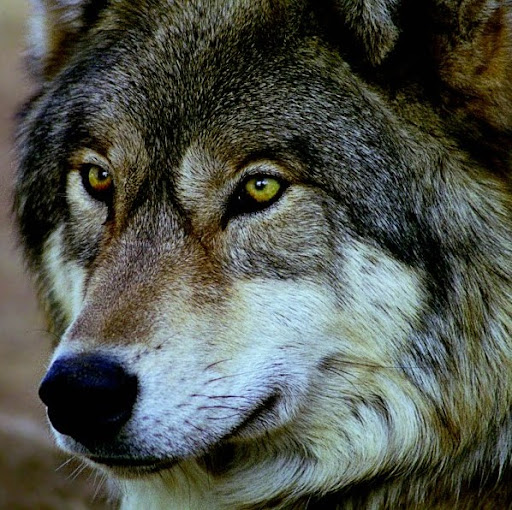 Sean Tanner Photo 31