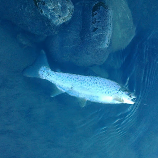 Tim Trout Photo 36