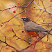 Ann Robins Photo 27