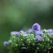 Sue Green Photo 37