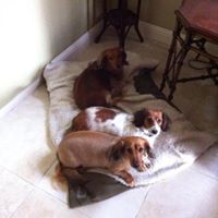 Denise Geyer Photo 8