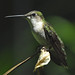 Suzanne Bird Photo 22