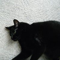 Thomas Langlois Photo 16