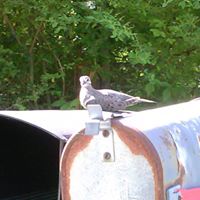 Johnny Perkins Photo 14
