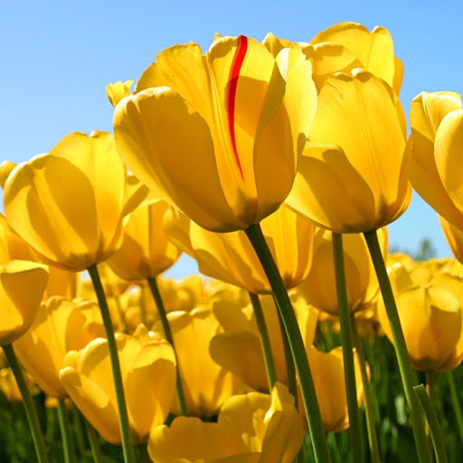 Andrea Rosenthal Photo 11