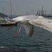 Sue Herring Photo 36