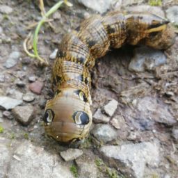 Gordon Mclean Photo 5