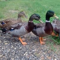 Diana Gentry Photo 17