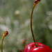Cherrie Green Photo 4