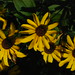 Susan Pheasant Photo 11