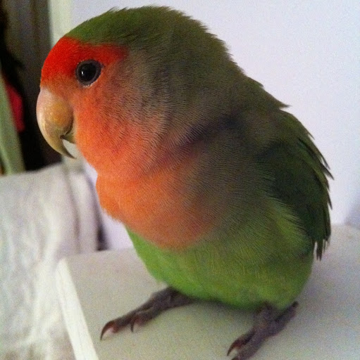 Therese Bailey Photo 5