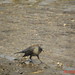 Rusty Russ Photo 9
