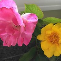 Debra Abercrombie Photo 7