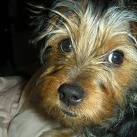 Carolyn Koch Photo 13