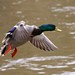 Dan Drake Photo 13