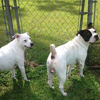 Carol Williamson Photo 31