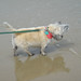 Diann Bailey Photo 20