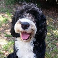 Dennis Bills Photo 14