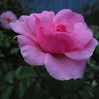 Doris Mcdaniel Photo 27