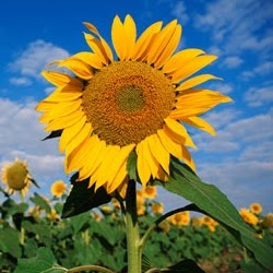 Sondra Barker Photo 6