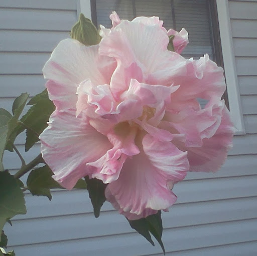 Cathy Carter Photo 36