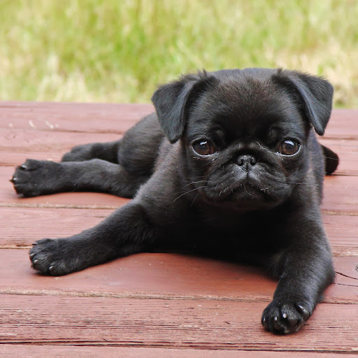 Jacqueline Harper Photo 36