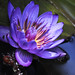 Ann Vance Photo 18