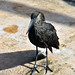 Michael Nester Photo 31