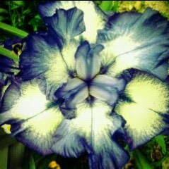 Amie Goodin Photo 3