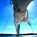Robert Macgregor Photo 42