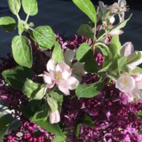 Julie Newhouse Photo 11