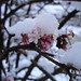 Alice Swaim Photo 13